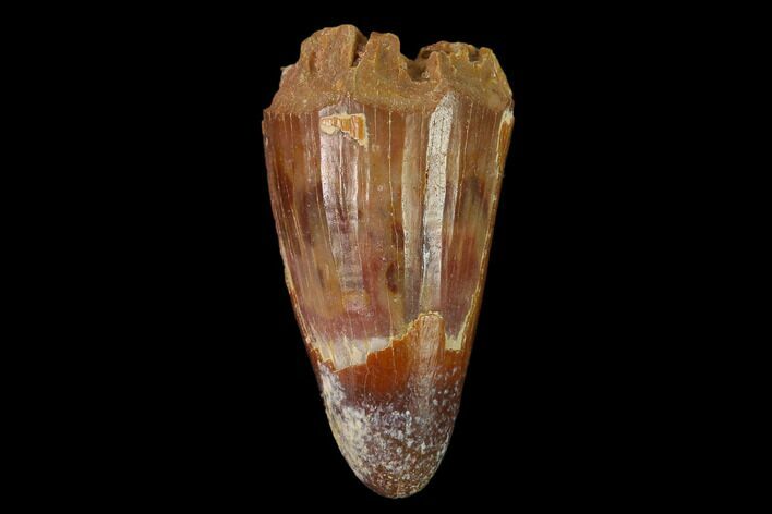 Cretaceous Fossil Crocodile Tooth - Morocco #140602